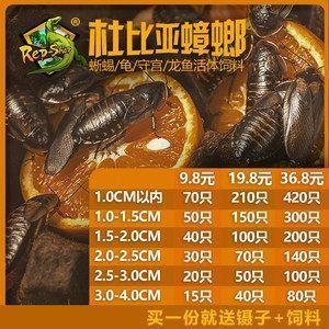 龍魚顏色價格表：龍魚顏色與價格