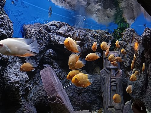 祥龍魚(yú)場(chǎng)水族館加盟費(fèi)多少錢