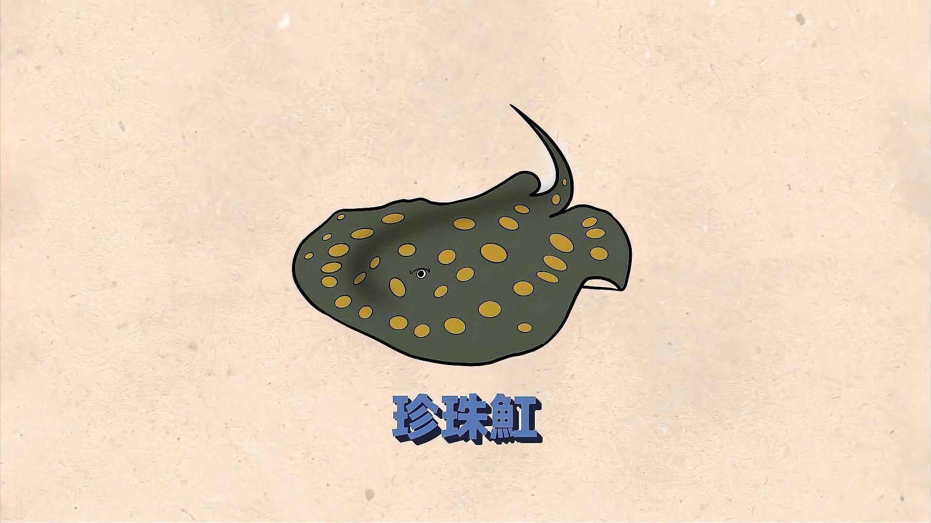 魟魚黑金和珍珠的區別