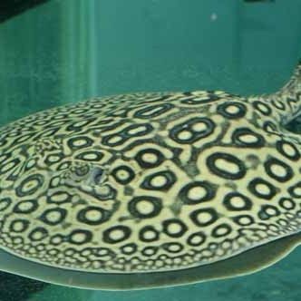 魟魚黑金和珍珠的區別