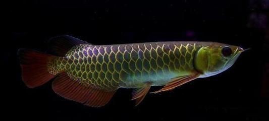 龍魚的區分：如何辨別龍魚健康狀況,龍魚繁殖技巧分享