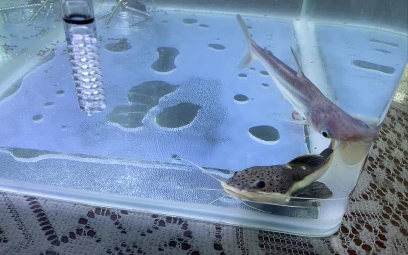 龍須貓魚的最佳混養伙伴有哪些？