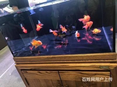 魚缸買什么樣的好？：如何選擇魚缸