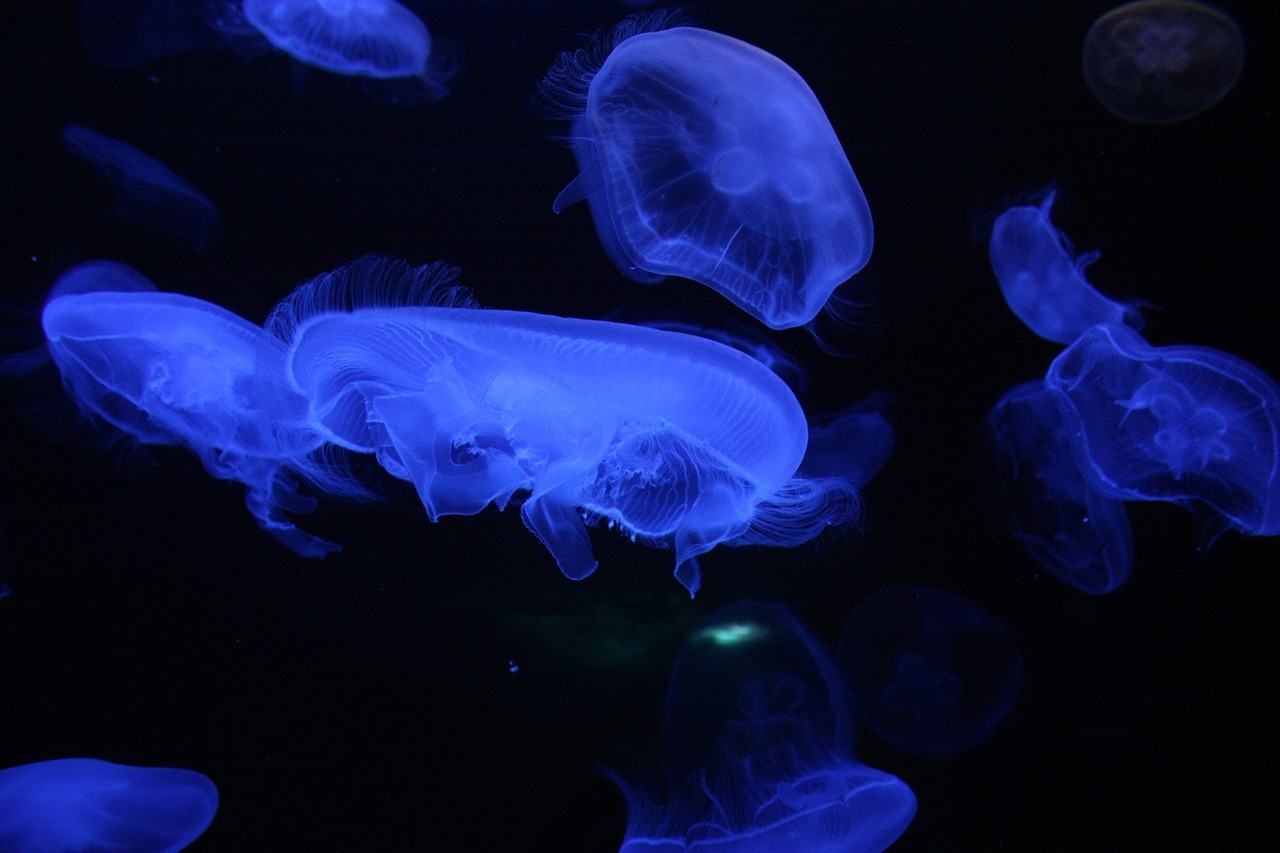 商河縣宇琨水族館 商河縣宇琨水族館 全國水族館企業(yè)名錄 第1張
