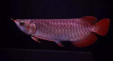 龍魚腸胃疾病常見原因：龍魚腸胃疾病的一些原因