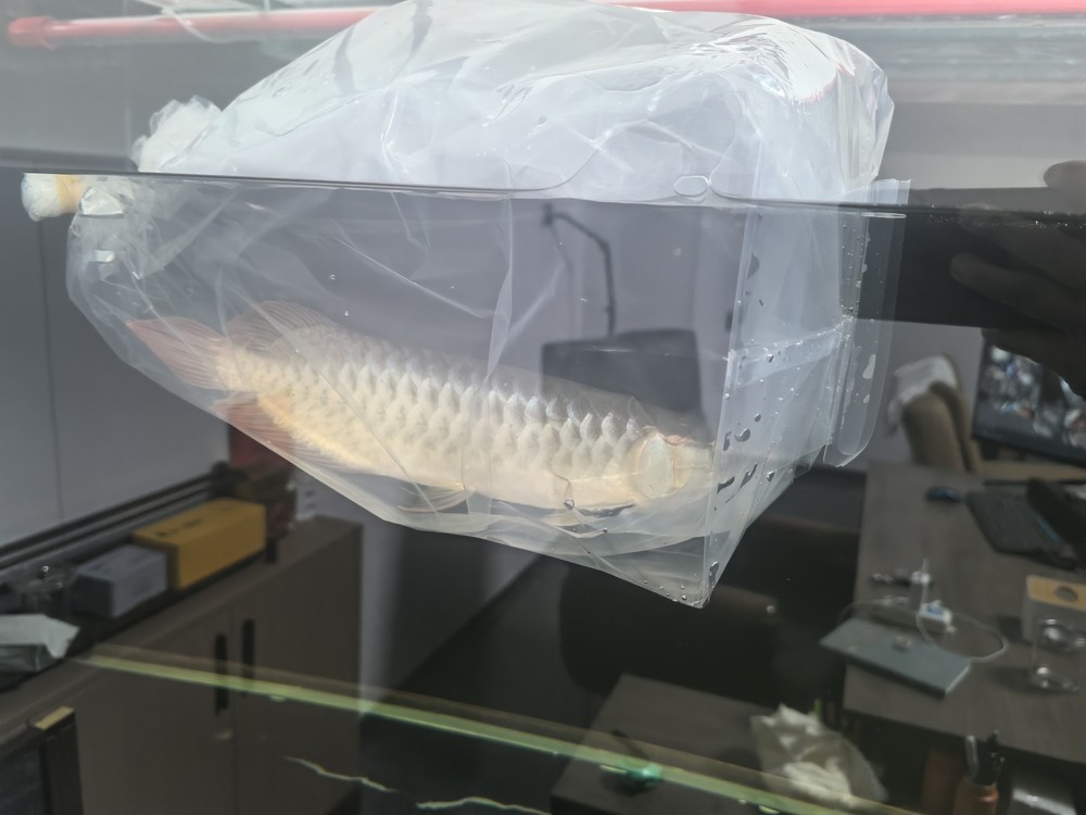 李滄區彩堡堂水族店（李滄區彩堡堂水族店地址） 李滄區彩堡堂水族店（李滄區彩堡堂水族店地址） 龍魚論壇 第1張