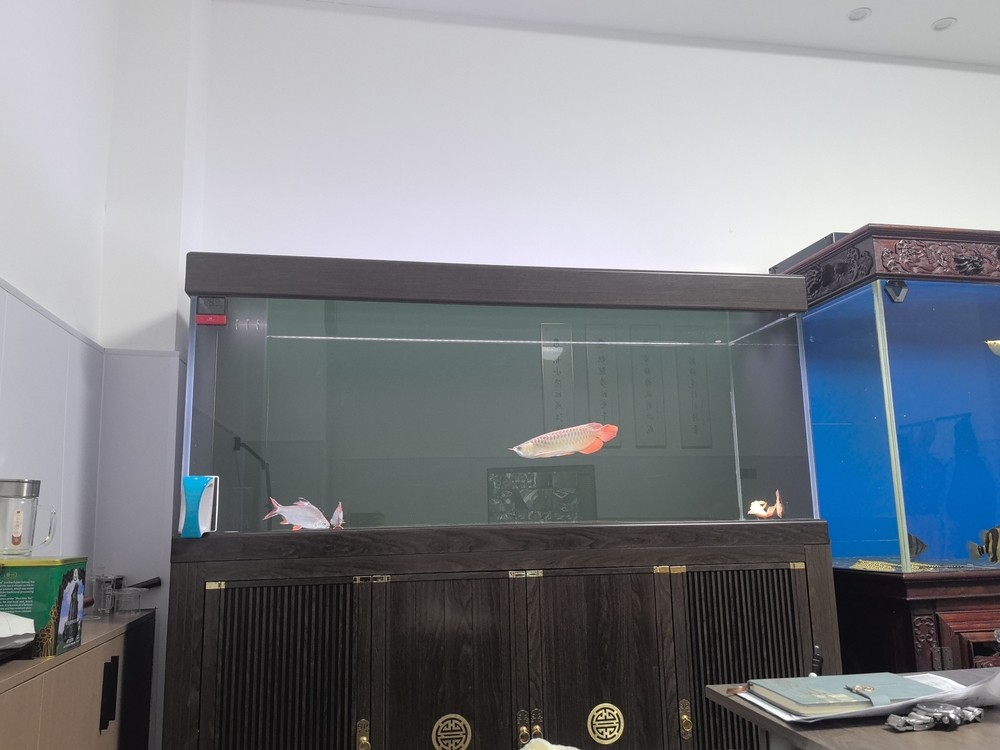 李滄區彩堡堂水族店（李滄區彩堡堂水族店地址） 李滄區彩堡堂水族店（李滄區彩堡堂水族店地址） 龍魚論壇 第2張