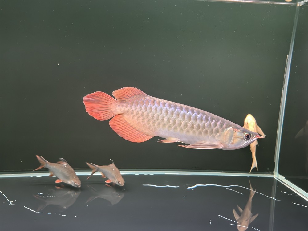 李滄區彩堡堂水族店（李滄區彩堡堂水族店地址） 李滄區彩堡堂水族店（李滄區彩堡堂水族店地址） 龍魚論壇 第4張
