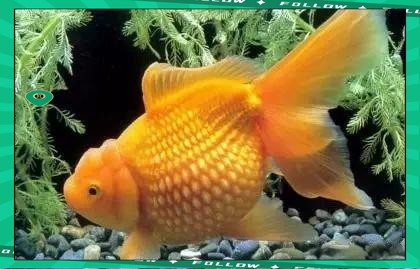 魚缸位置