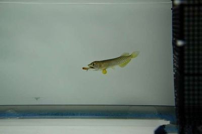 龍魚長大了魚缸小了怎么辦：如何解決龍魚長大了魚缸小了的問題