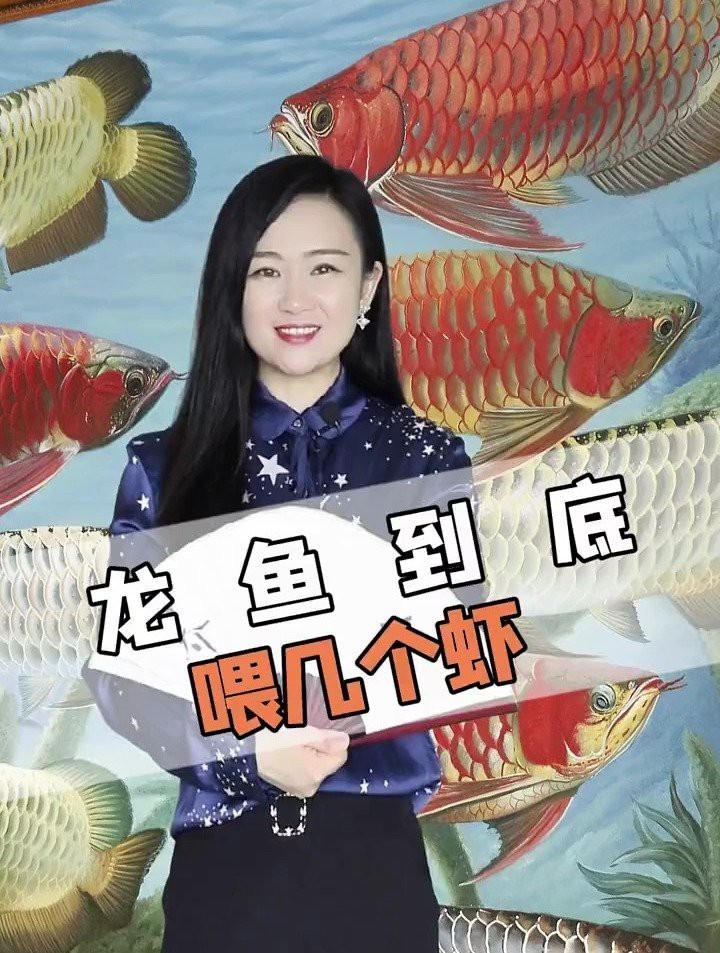 25cm龍魚(yú)一次喂多少凍蝦