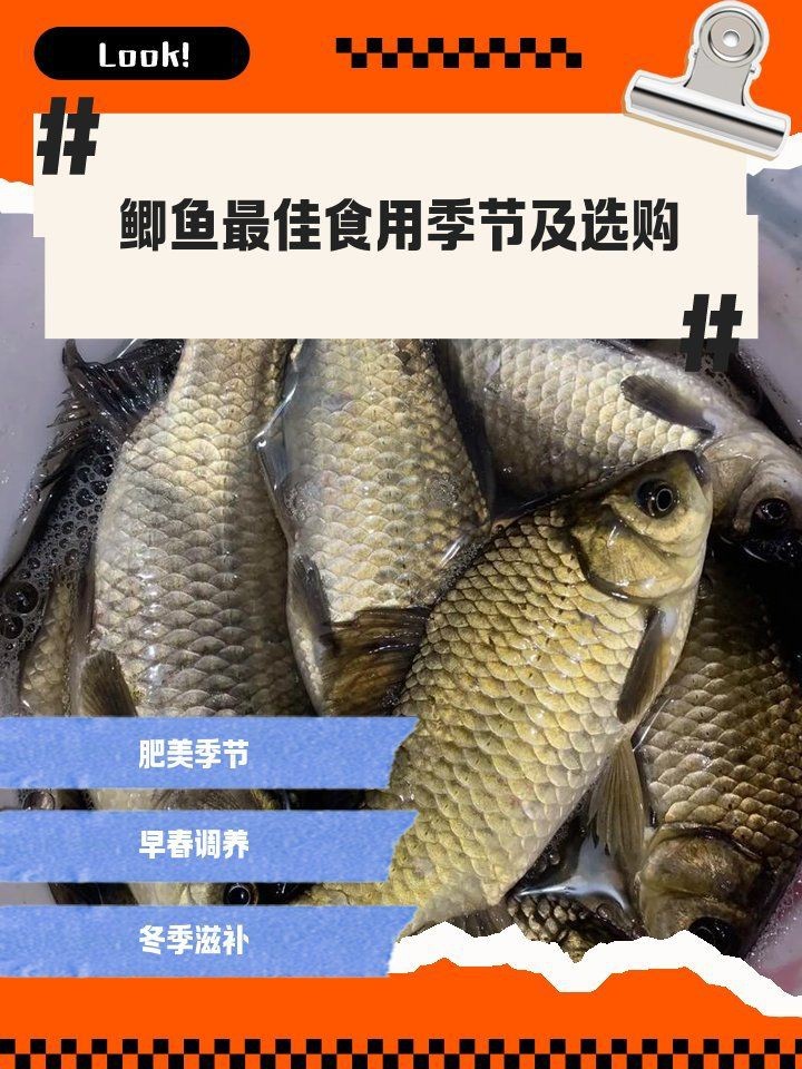 鯽魚哪個季節(jié)吃最合適 龍魚論壇 第2張 鯽魚哪個季節(jié)吃最合適 鯽魚哪個季節(jié)吃最合適 龍魚論壇 第2張