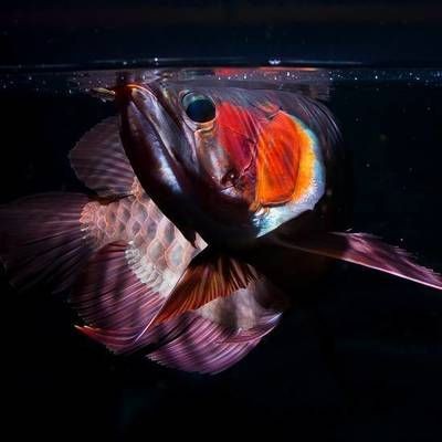 龍魚最佳食物搭配 龍魚最佳食物搭配 龍魚百科 第1張