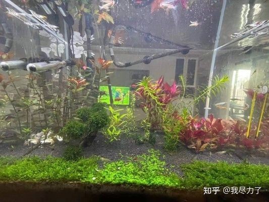 頂級魚缸造景圖片：頂級魚缸造景diy教程分享高端魚缸設計案例賞析