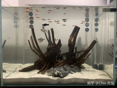 六角恐龍魚魚缸造景多少錢：六角恐龍魚魚缸造景價格
