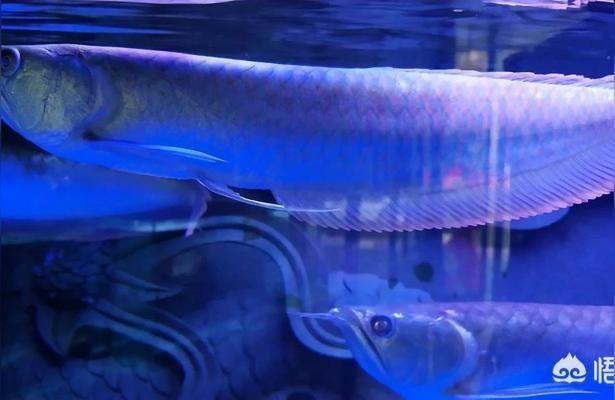 龍魚(yú)吃死魚(yú)還是活魚(yú)（飼養(yǎng)龍魚(yú)時(shí)選擇喂食死魚(yú)還是活魚(yú)，龍魚(yú)活餌選擇技巧）