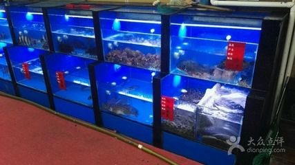 一米陽光魚缸多少升水：一米陽光魚缸多少升水適合養什么魚魚缸水位控制技巧