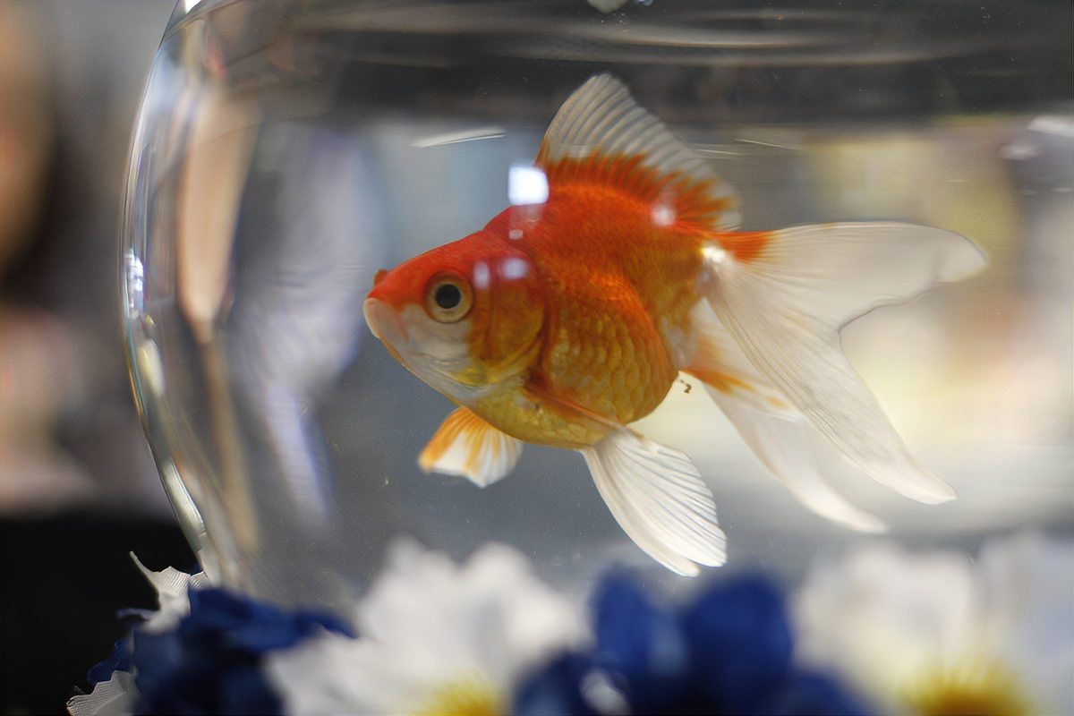 龍魚趴缸的6個原因及處理措施