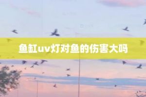 魚缸UV燈使用注意事項：uv燈在魚缸中的使用需要注意以下幾個方面