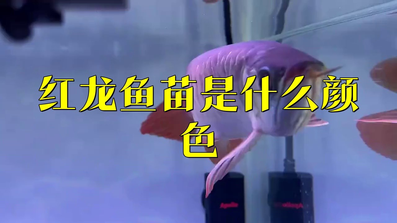如何鑒別龍魚苗的品相？