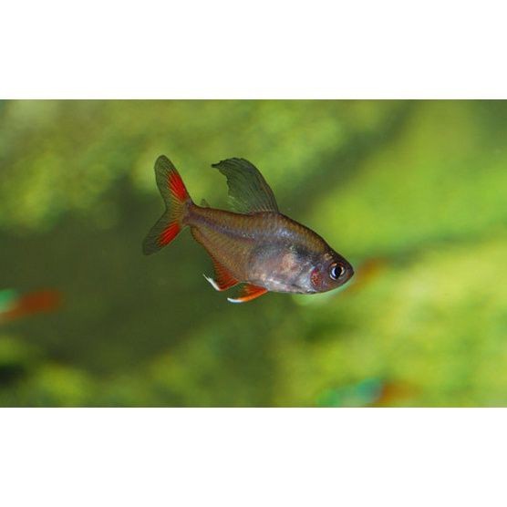 紅大勾扯旗魚是什么魚
