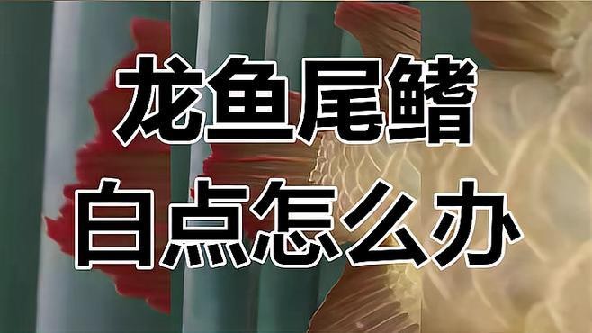 如何預防紅龍魚白點病？