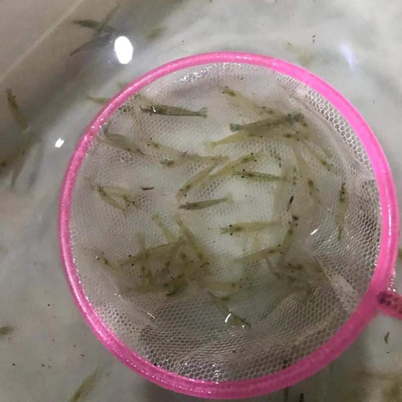 魚缸除藻類：關(guān)于魚缸除藻的一些詳細信息