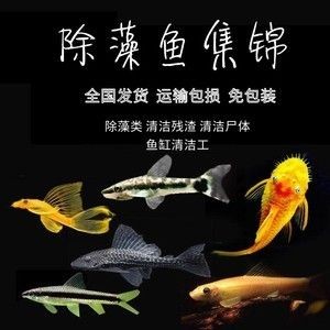 魚缸除藻類：關(guān)于魚缸除藻的一些詳細信息
