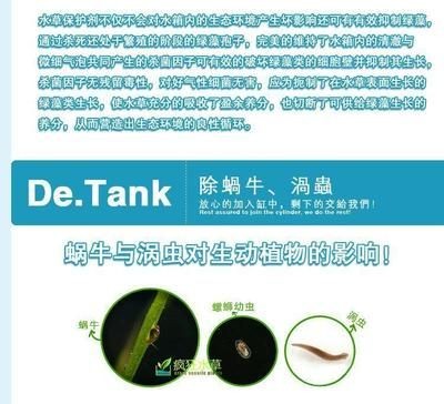 魚缸除藻類：關(guān)于魚缸除藻的一些詳細信息