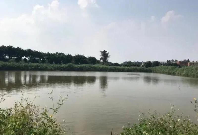 龍魚改口期間如何判斷龍魚是否吃飽？