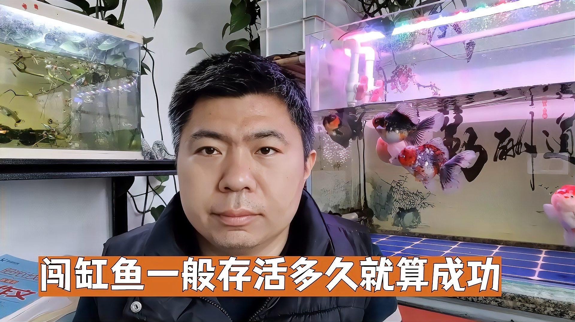 龍魚撞缸后需要多久觀察？ 龍魚撞缸后需要多久觀察？ 龍魚百科 第1張