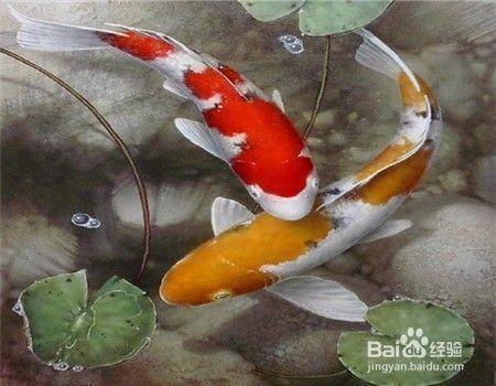 魚喂食泥鰍時，需要去除泥鰍的粘液，這是因為泥鰍粘液，喂養泥鰍給龍魚時，是否需要去除泥鰍身上的粘液？