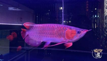養龍魚的燈光：養龍魚時燈光的選擇和使用和使用是非常重要的一環