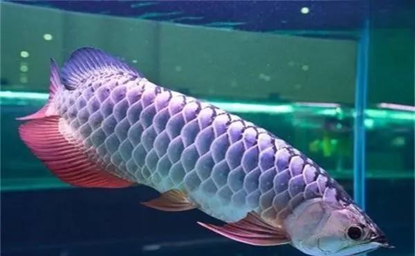 襄都區康颯水族館 （襄都區康颯水族館地址） 襄都區康颯水族館 （襄都區康颯水族館地址） 全國水族館企業名錄 第2張