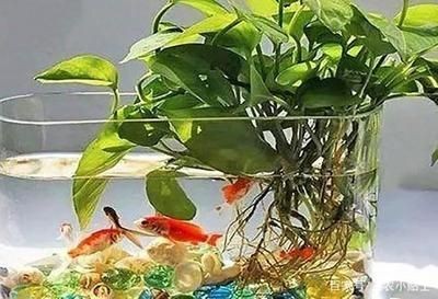戶外魚缸適合養金魚、錦鯉、鸚鵡魚、月光魚、熱帶魚：戶外魚缸適合養什么魚？