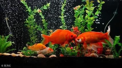魚(yú)缸推薦尺寸（選擇合適的魚(yú)缸尺寸）