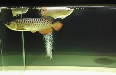 魚(yú)缸推薦尺寸（選擇合適的魚(yú)缸尺寸）