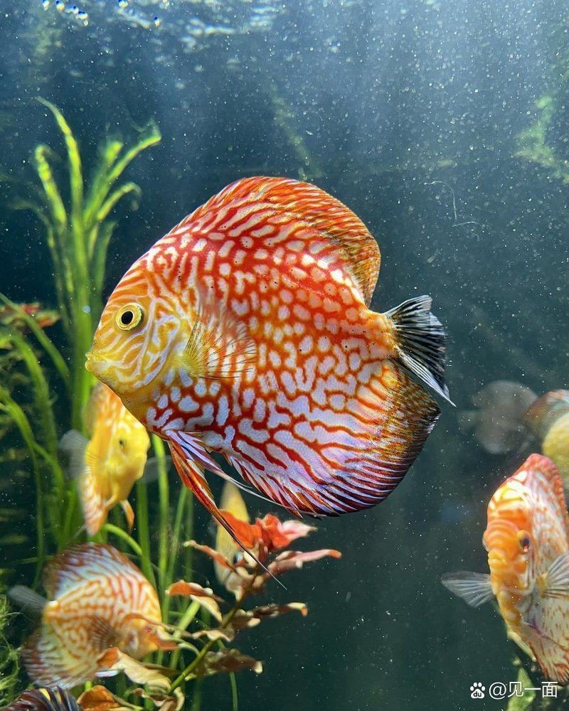 紅尾平克魚(yú)的壽命