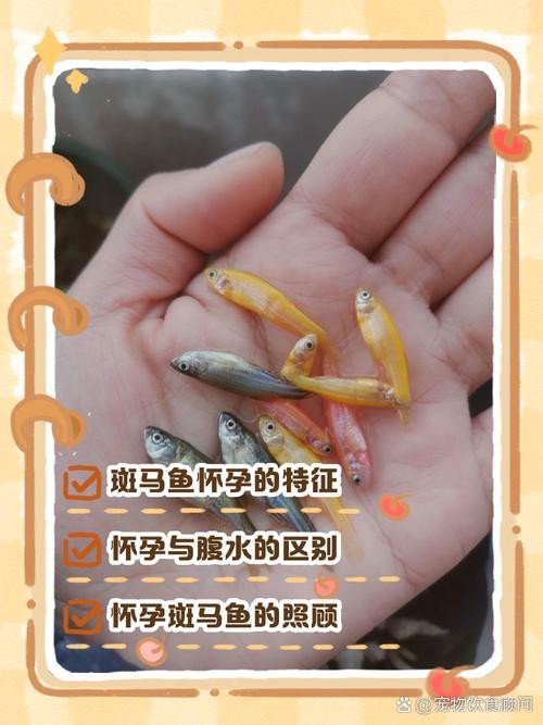 斑馬魚懷孕清晰圖