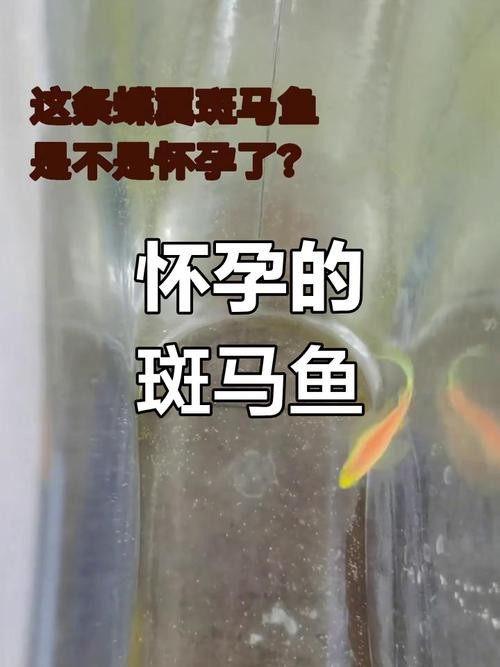 斑馬魚懷孕清晰圖