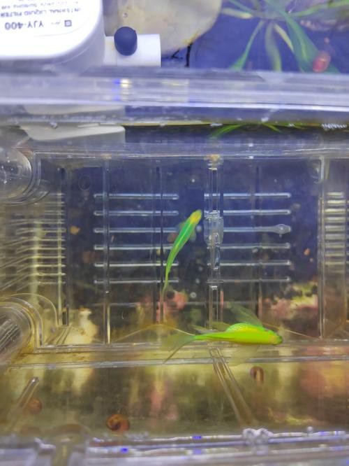 斑馬魚懷孕清晰圖