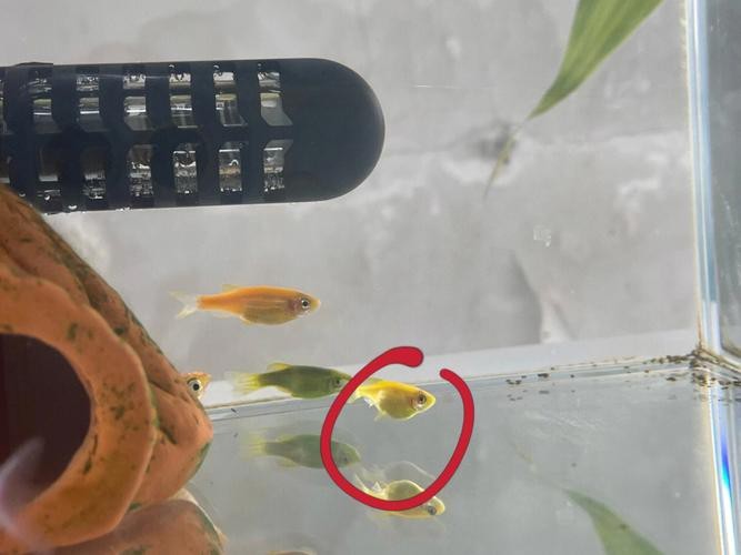 斑馬魚懷孕清晰圖