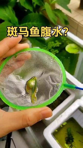 斑馬魚懷孕清晰圖