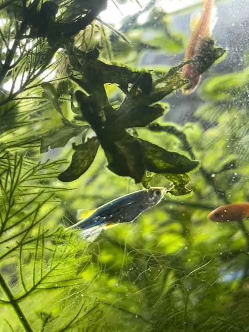 斑馬魚懷孕清晰圖
