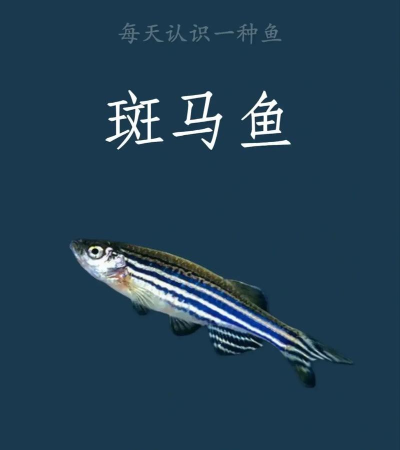 斑馬魚懷孕清晰圖