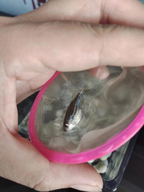 斑馬魚懷孕清晰圖
