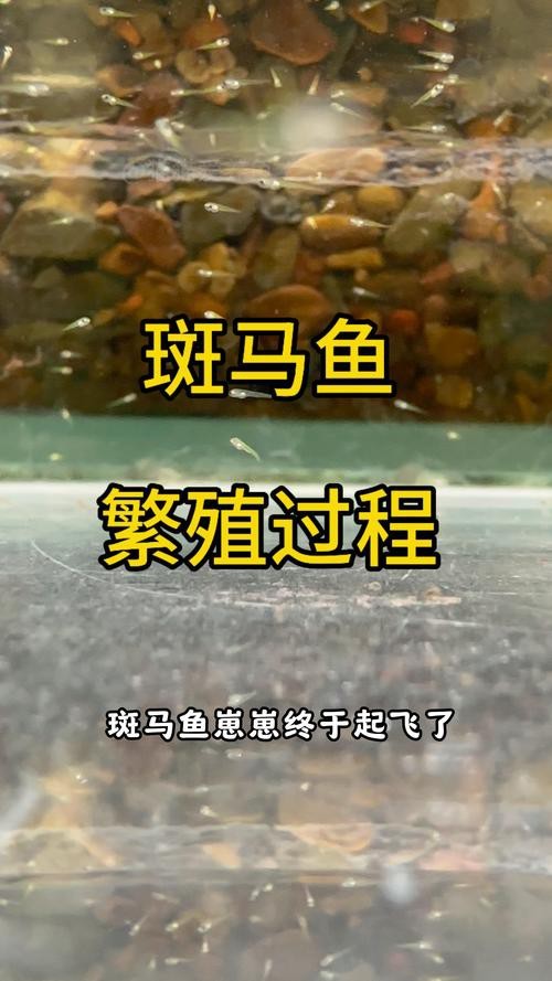 斑馬魚懷孕清晰圖