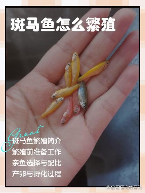 斑馬魚懷孕清晰圖