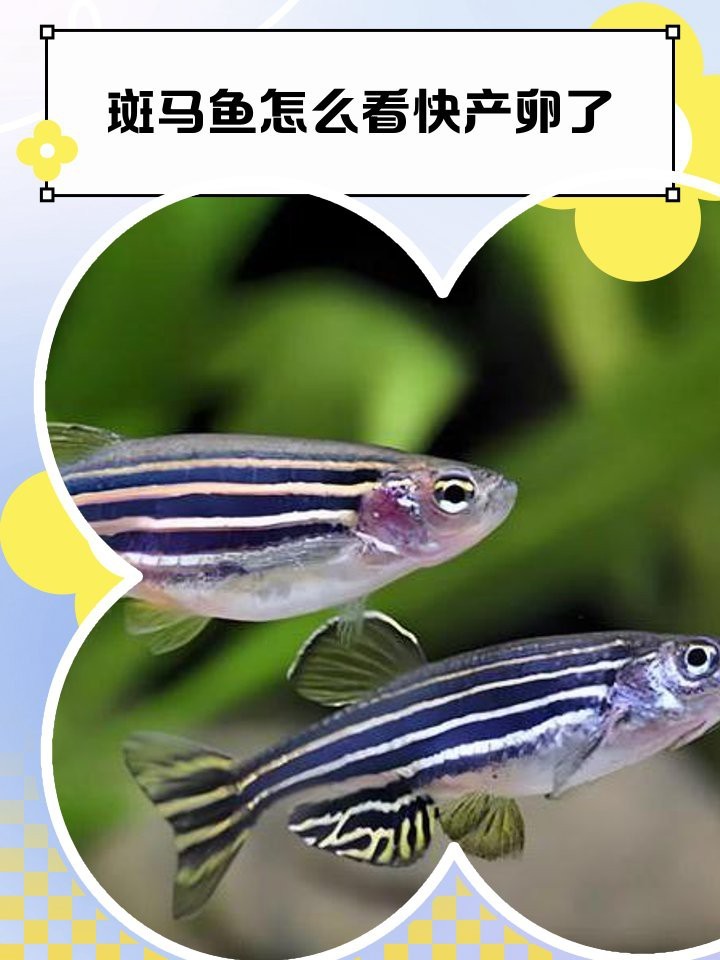 斑馬魚懷孕清晰圖