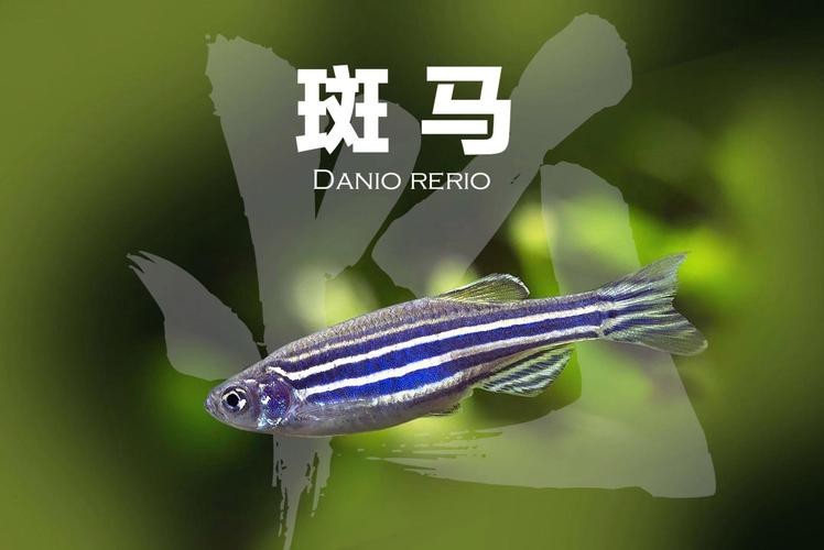 斑馬魚懷孕清晰圖